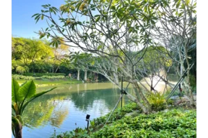Green leaf in natural garden setting.