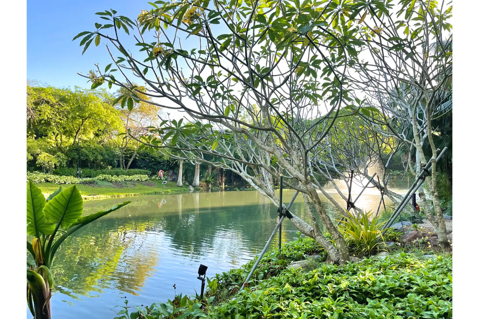Green leaf in natural garden setting.