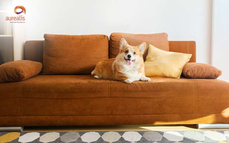 Pet-Friendly Apartments with Ample Space