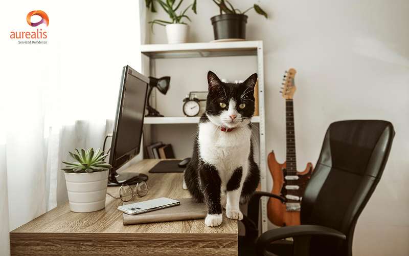 Black and white cat sitting on a home office desk.