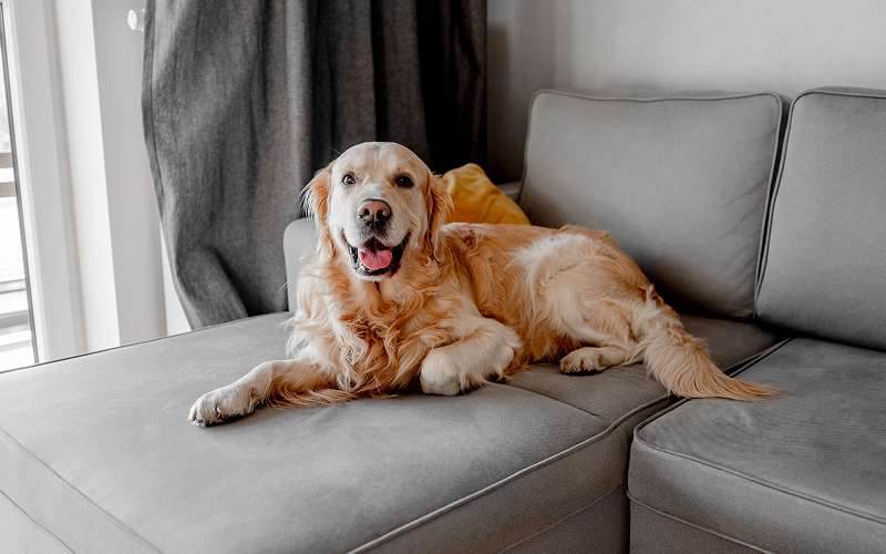 Golden Retriever relaxing on sofa in dog-friendly accommodation.
